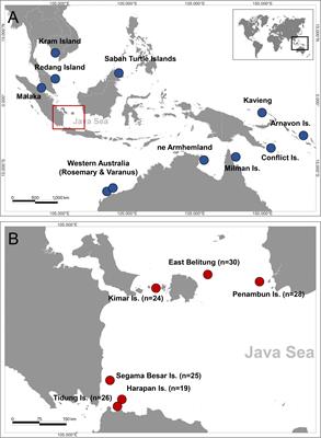 Unraveling fine-scale genetic structure in endangered hawksbill turtle (Eretmochelys imbricata) in Indonesia: implications for management strategies